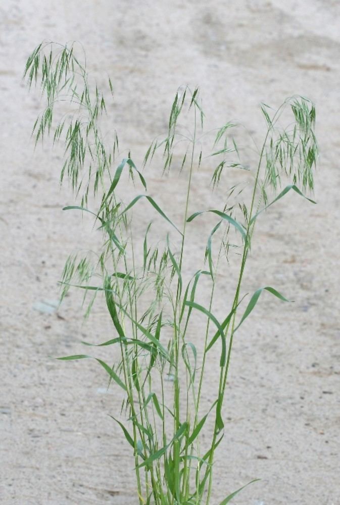 Bromus tectorum Bromus tectorum cheat brome cheatgrass Go Botany