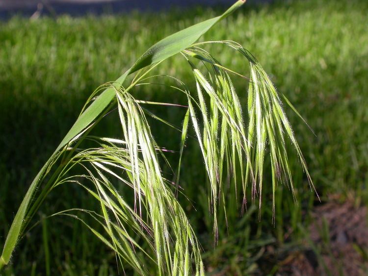 Bromus tectorum Poaceae Grass family Bromus tectorum Downy brome Winter annual