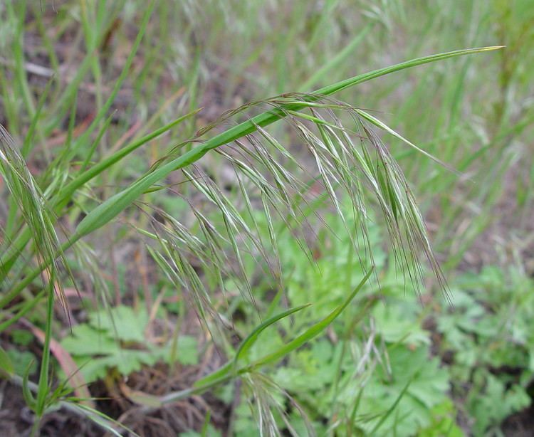 Bromus tectorum Bromus tectorum cheat brome cheatgrass Go Botany