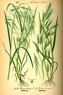 Bromus tectorum httpsuploadwikimediaorgwikipediacommonsthu