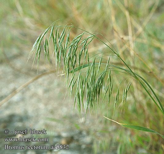 Bromus tectorum Bromus tectorum Downy brome Anisantha tectorum