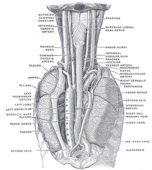 Bronchial artery