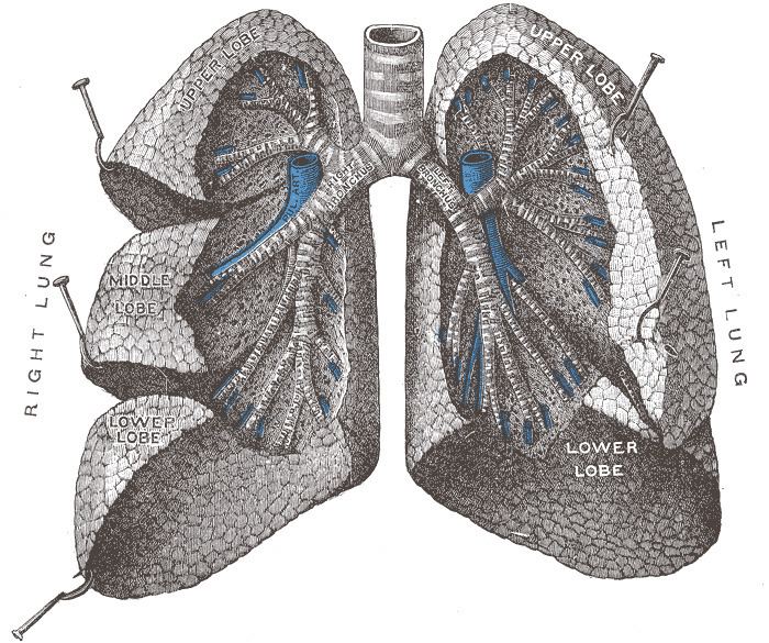 Bronchopulmonary segment