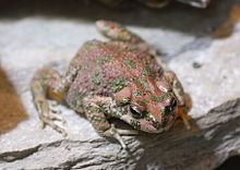 Brongersma's toad httpsuploadwikimediaorgwikipediacommonsthu