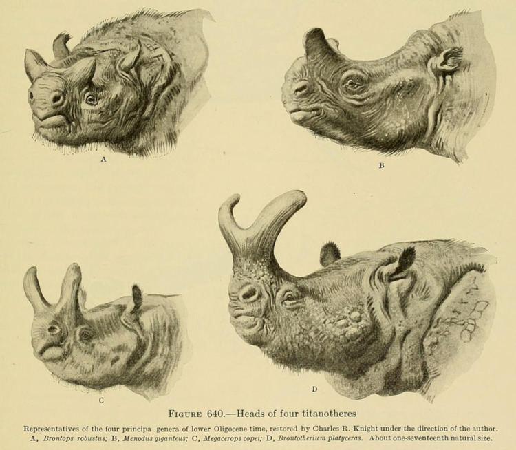 Brontotheriidae 1000 images about Brontotheriidae on Pinterest Artworks Cattle