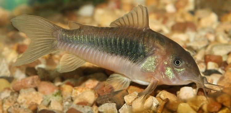 Bronze corydoras Bronze Green Corydoras