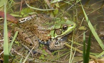 Bronze frog Species Profile Green Bronze Frog Rana Lithobates clamitans