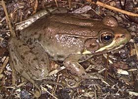 Bronze frog BronzeGreen Frogs Rana clamitans ssp