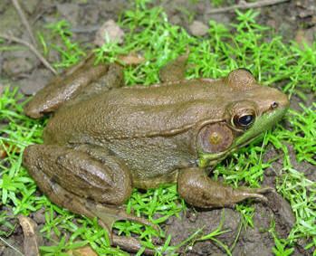 Bronze frog Bronze Frog