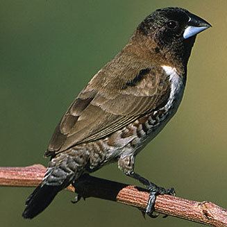 Bronze mannikin wwwbiodiversityexplorerorgbirdsestrildidaeima