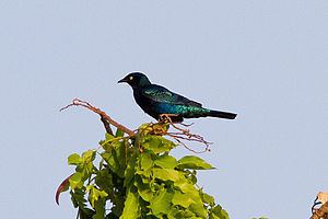 Bronze-tailed starling httpsuploadwikimediaorgwikipediacommonsthu