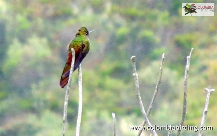 Bronze-tailed thornbill Photos of Bronzetailed Thornbill Chalcostigma heteropogon the