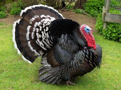 Bronze turkey Standard Bronze Turkey Poults Purely Poultry