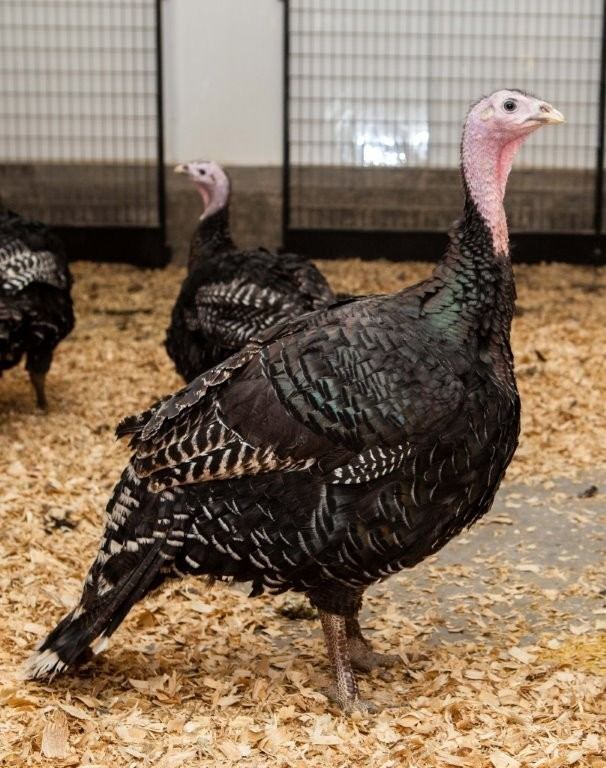 Bronze turkey Broad Breasted Bronze Turkey Poults Cackle Hatchery