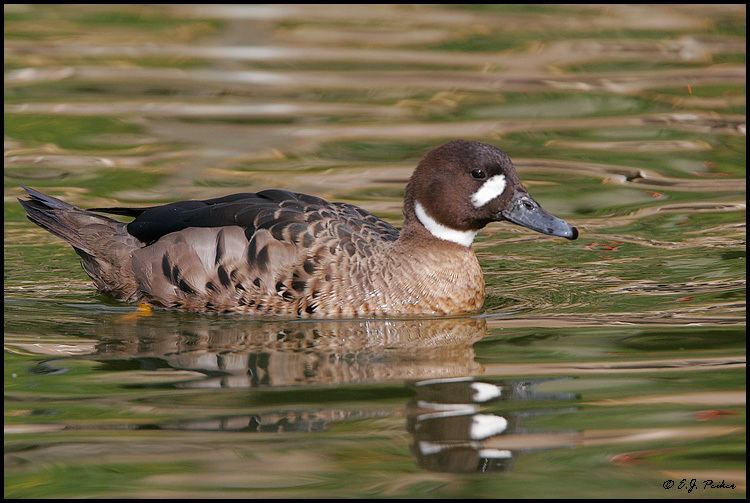 Bronze winged duck - Alchetron, The Free Social Encyclopedia