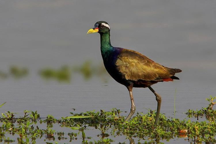 Bronze-winged jacana Bronzewinged Jacana Metopidius indicus videos photos and sound