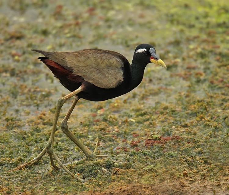 Bronze-winged jacana Bronzewinged Jacana BirdsIITK