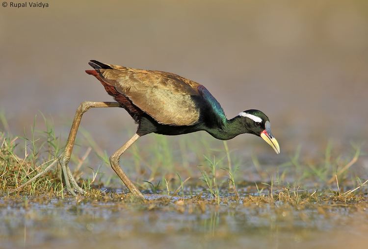 Bronze-winged jacana Bronzewinged jacana Metopidius indicus vaidyarupal Flickr