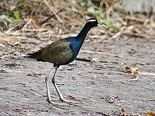 Bronze-winged jacana httpsuploadwikimediaorgwikipediacommonsthu