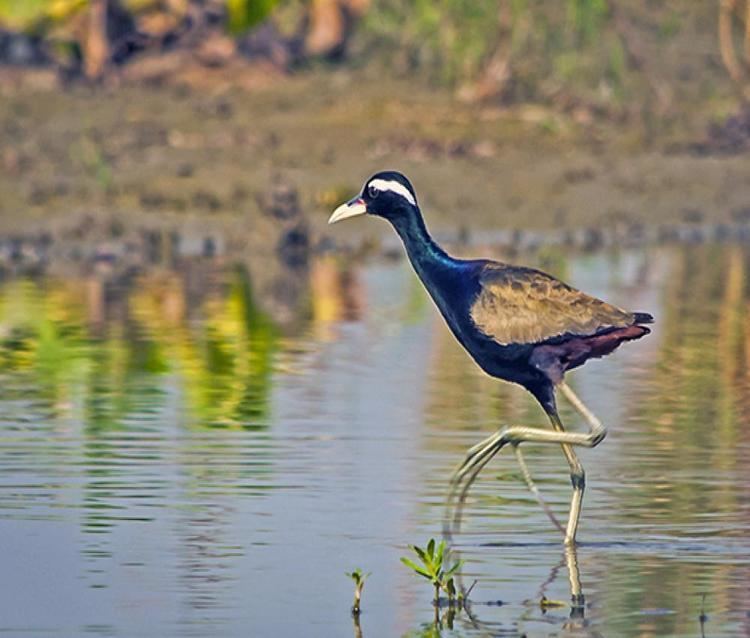 Bronze-winged jacana Bronzewinged Jacana BirdsIITK