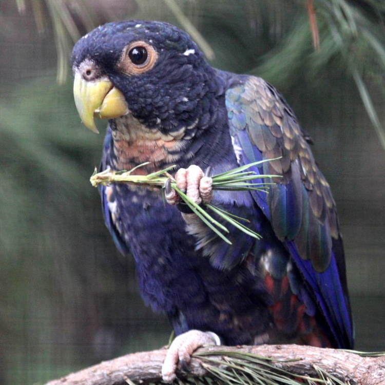 Bronze-winged parrot Bronzewinged Pionus