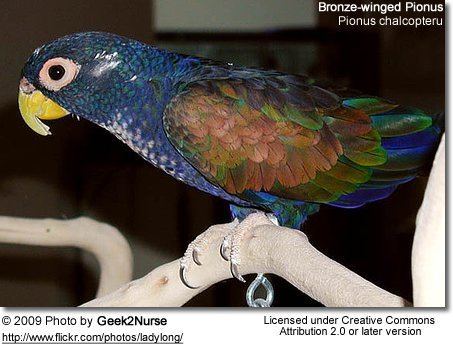 Bronze-winged parrot Bronzewinged Pionus Pionus chalcopteru