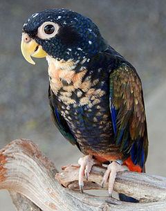 Bronze-winged parrot httpsuploadwikimediaorgwikipediacommonsthu