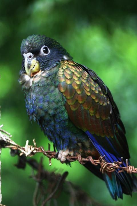 Bronze-winged parrot Bronzewinged Parrot Pionus chalcopterus Birds Pinterest