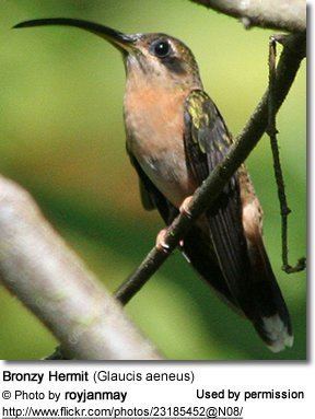 Bronzy hermit Bronzy Hermits or Chestnutcolored Hermits Glaucis aeneus