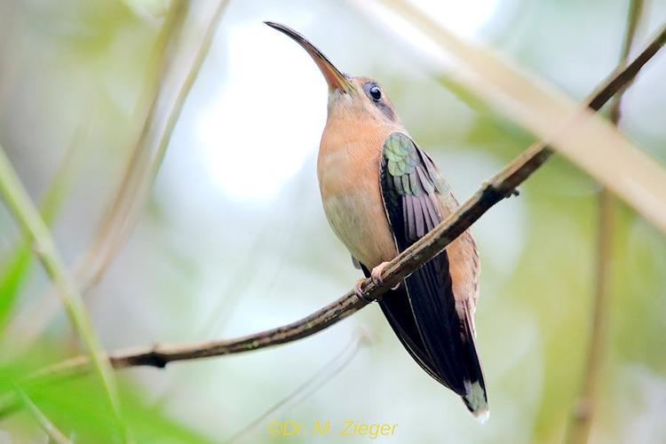 Bronzy hermit Bronzy Hermit Glaucis aeneus videos photos and sound recordings