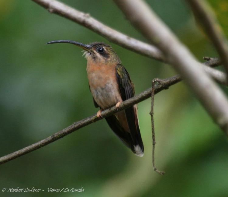 Bronzy hermit Bronzy Hermit Glaucis aeneus videos photos and sound recordings