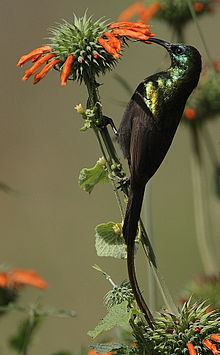 Bronzy sunbird httpsuploadwikimediaorgwikipediacommonsthu
