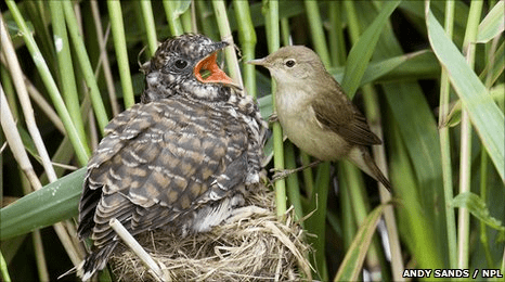 Brood parasite Trickery without mimicry in brood parasitic birds Ros Gloag