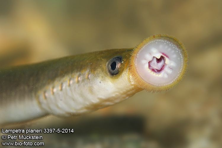 Brook Lamprey Alchetron The Free Social Encyclopedia