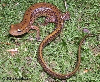 Brook salamander wwwcaudataorgccimagesspeciesEuryceaElongic