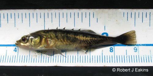 Brook stickleback Ontario Freshwater Fishes Life History Database Species Detail