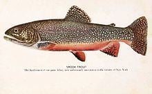 Brook trout httpsuploadwikimediaorgwikipediacommonsthu