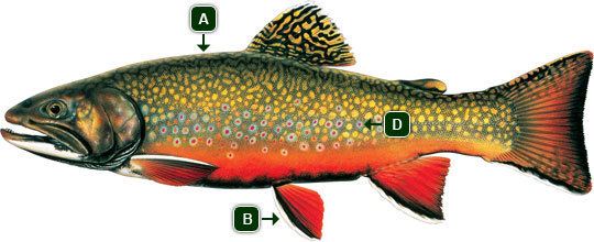 Brook trout Alberta Brook Trout Information Alberta Fishing Guide