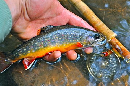 Brook trout 1000 images about BROOK TROUT on Pinterest Bobs Utah and
