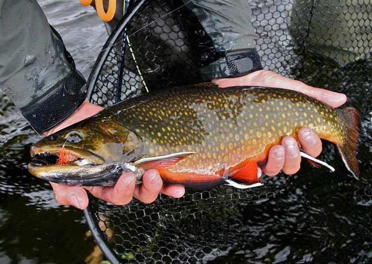 Brook trout Brook Trout Fishing Northern Ontario Canada