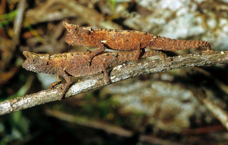 Brookesia - Alchetron, The Free Social Encyclopedia