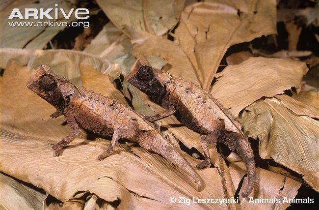 Brookesia decaryi Decary39s leaf chameleon videos photos and facts Brookesia decaryi