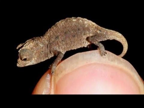 Brookesia micra Brookesia micra The World39s Smallest Chameleon ReUpload YouTube