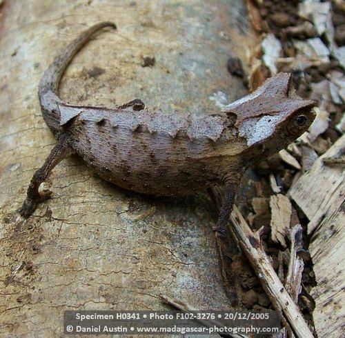 Brookesia stumpffi Plated Leaf Chameleon observed by danielaustin on December 20 2005