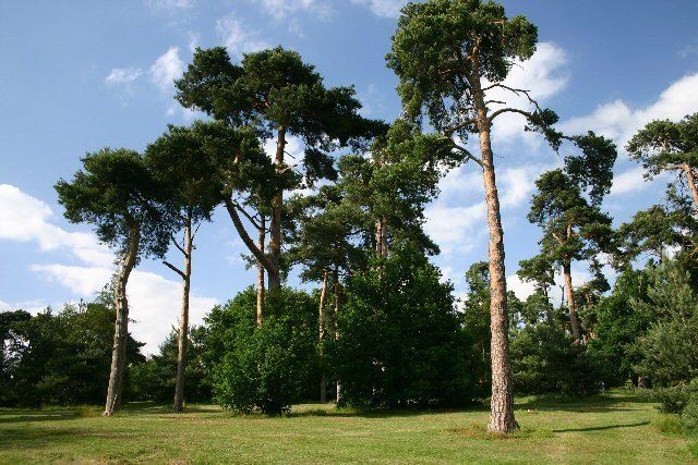 Broomhill Park