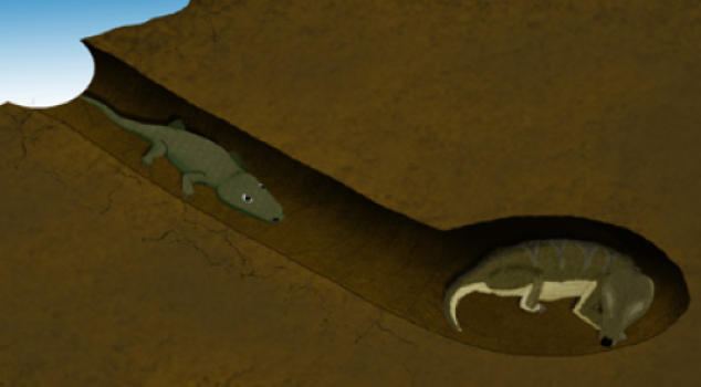 An animated picture of a Broomistega seeking shelter in a Thrinaxodon’s shelter