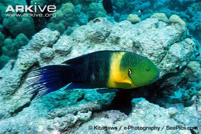 Broomtail wrasse Broomtail wrasse videos photos and facts Cheilinus lunulatus ARKive