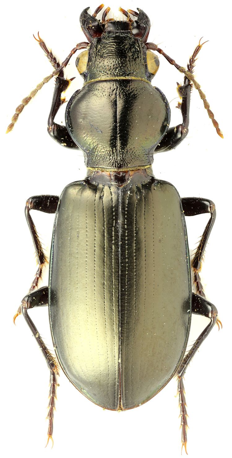 Broscus Broscus punctatus Dejean 1828 Carabidae