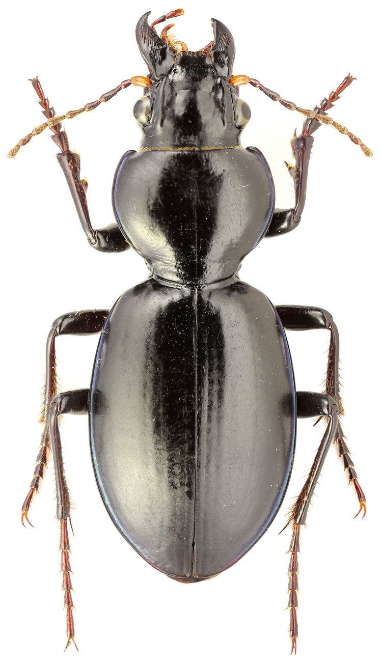 Broscus Genus Broscus Panzer 1813 62 Carabidae