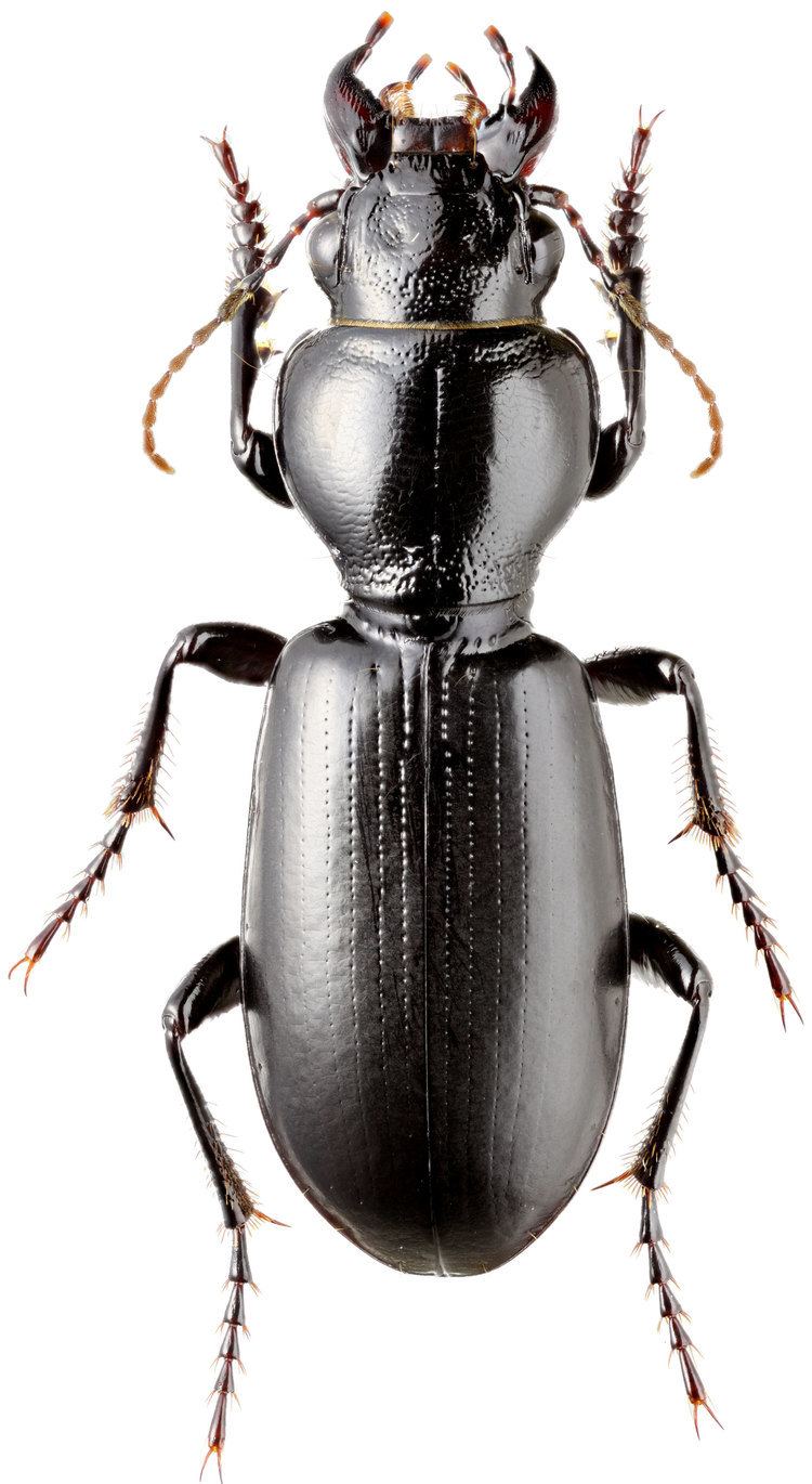 Broscus Genus Broscus Panzer 1813 62 Carabidae